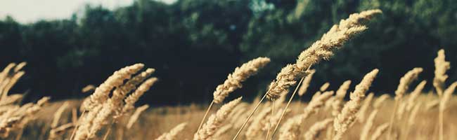 在线短信轰炸软件